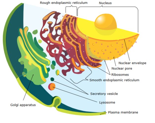Glass bottles containing beverages