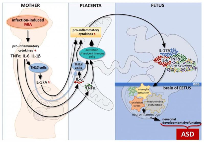 When the Immune System Shapes the Developing Brain: What Scientists Are Learning About Autism and Maternal Inflammation
